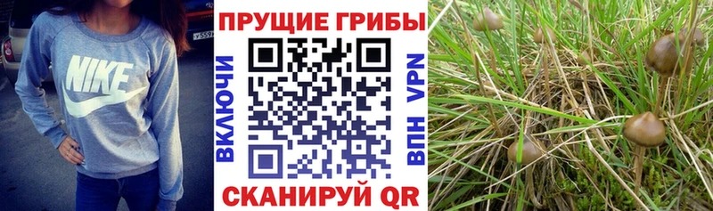 Псилоцибиновые грибы ЛСД  Катайск 